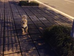 -代四孃牛华豆腐脑美味小食(总店)