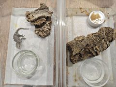 -酷以爬仙阁实体爬宠店·守宫·蜥蜴·专业繁育