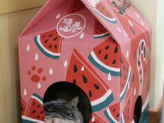 -猫和宫(六道口店)