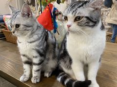 -共舞时光猫咖·狗咖(新街口店)