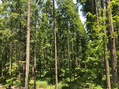 -黄海国家森林公园