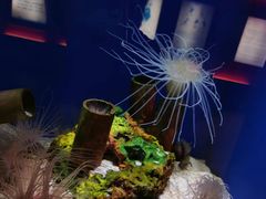 -上海海洋水族馆