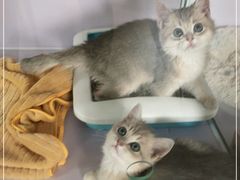 -Bastet sally猫舍购宠(静安店)
