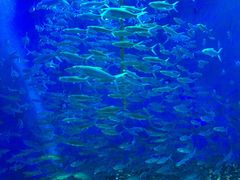 -成都浩海立方海洋公园