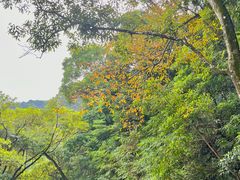 -梧桐山风景名胜区