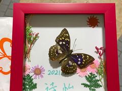 -上海大自然野生昆虫馆(东方明珠·爬宠昆虫探索中心)