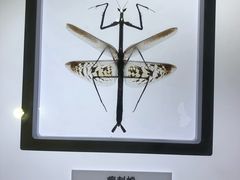 -上海昆虫博物馆