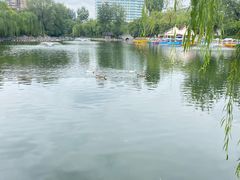 -莲湖公园