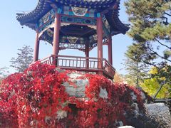 -大兴滨河森林公园