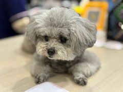 -宠物星动物医院·眼科·异宠·猫科(江南大道总院)