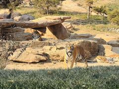 -北京野生动物园