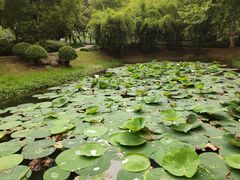 -后襄河公园