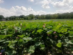 -长春市南湖公园