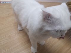 -猫和宫(六道口店)
