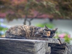 -龙华寺