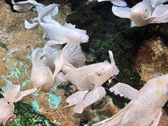 -太平洋海底世界