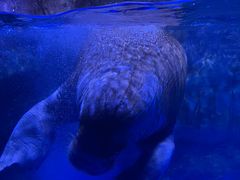 -海合安青岛极地海洋公园