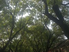 -北京国子监胡同