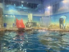-海合安武汉极地海洋公园