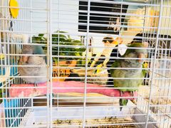 -藦茜花园宠物主题亲子互动体验馆(国顺东路店)