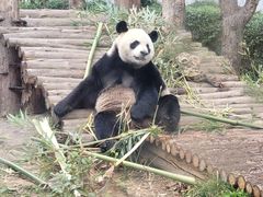 -黔灵山公园