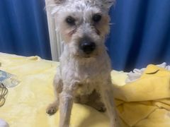 -爱侣宠医·鹦鹉专科·小型哺乳类·异宠专科(灵石路店)