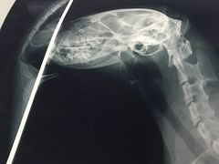 -芭比堂动物医院·犬猫全科·异宠专科(雁塔分院)