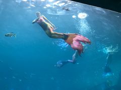 -瑞德姆美人鱼海底演艺主题餐厅(亚龙湾店)