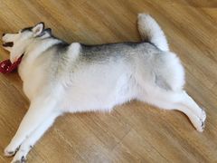 -Husky Go! 哈士奇体验馆·宠物咖啡厅狗咖