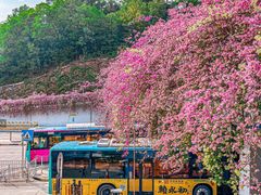 -深圳仙湖植物园
