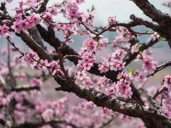 -桃花岛景观公园