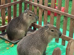 -远洋未来汇
