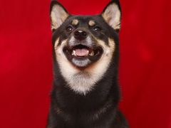 -爪吧宠物乐园 (温榆河示范区店)