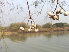 -长兴太湖图影湿地文化园