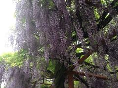 -嘉定紫藤园