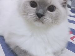 -美联众合宠物医院·爱萌分院·内外科·猫科中心