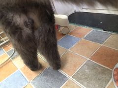 -伟伟宠物医院·瑞派猫友好医院·猫科(光谷店)