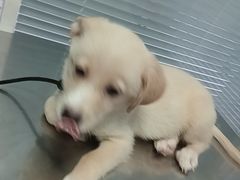 -瑞派福兴宠物医院犬猫全科·骨科·中西医结合(河东店)