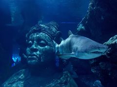 -暹罗海洋世界