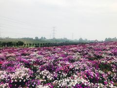 -紫颐香薰山谷景区
