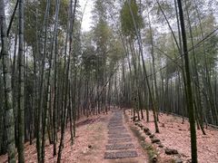 -宁波浙东大竹海景区