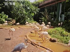-海南热带野生动植物园