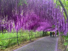 -大塘金香草谷