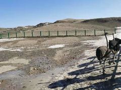 -新疆天山野生动物园