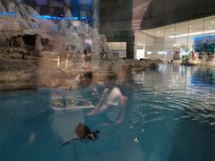 -帝企鹅自助餐厅•儿童岛•真企鹅(长隆企鹅酒店)