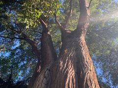 -墨尔本皇家植物园