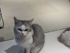 -怪兽屋·羊驼·猫咖·狗咖(俊华广场店)