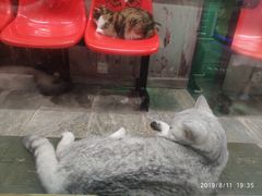 -猫咪博物馆(顶澳仔猫街店)