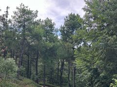 -铁山坪森林公园