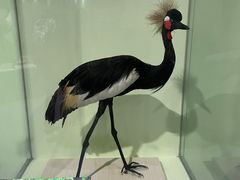 -盐城丹顶鹤湿地生态旅游区